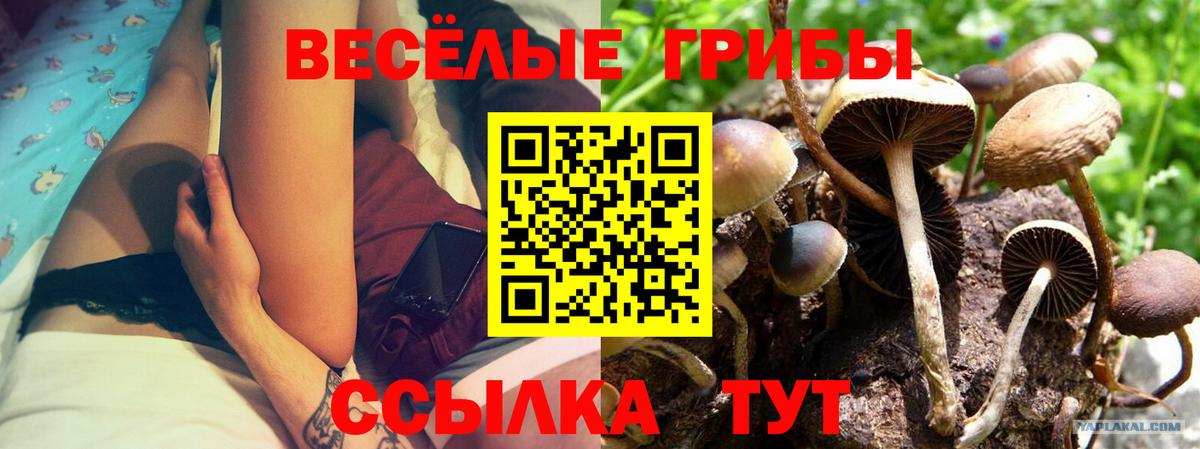 Псилоцибиновые грибы Cubensis  Вход с VPN  Мытищи 